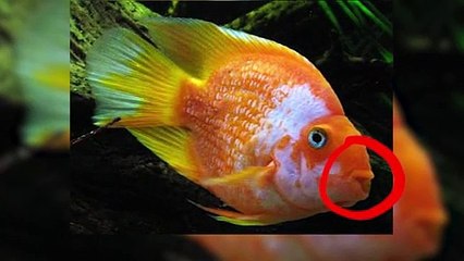 8 Animal Hybrids You Never Knew Existed