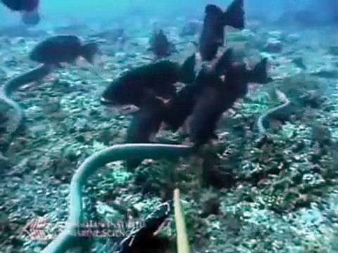 Angry Shark Attack Sea Snake - 뱀 대 상어 - Shark Attack морская змея- video HD