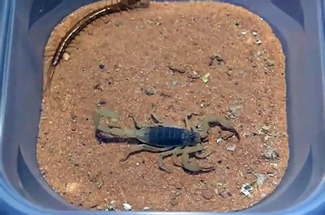 Centipede vs