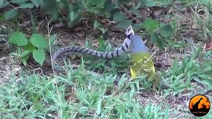 Bird vs Snake - Latest Sightings