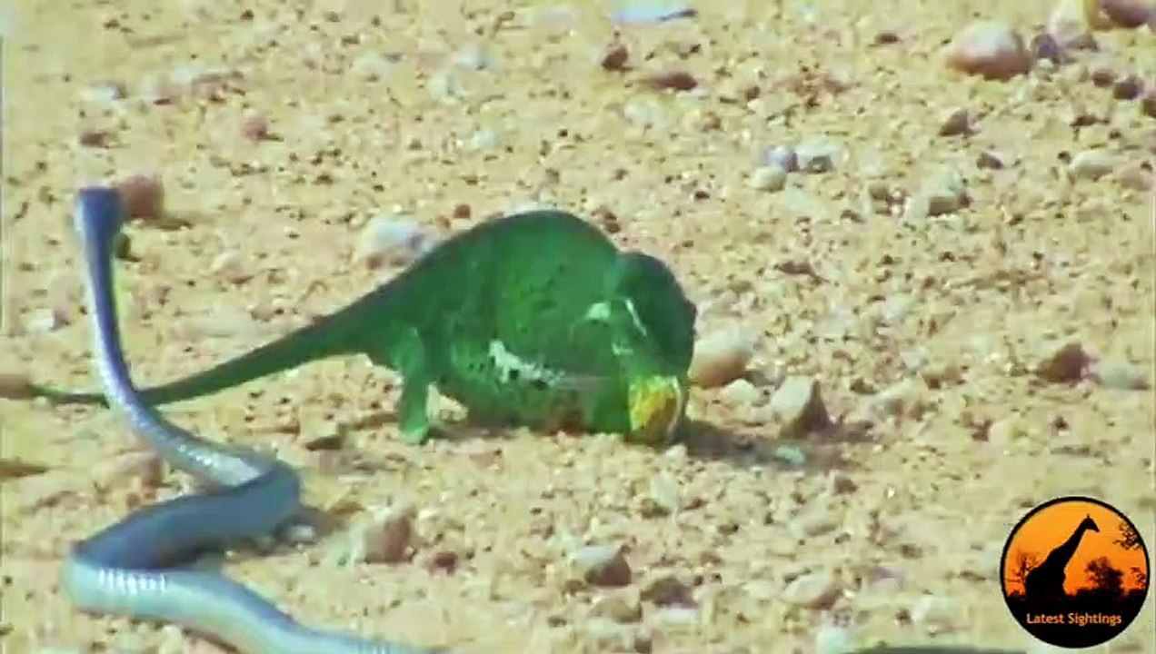 Boomslang Snake vs Chameleon - Latest Wildlife Sightings