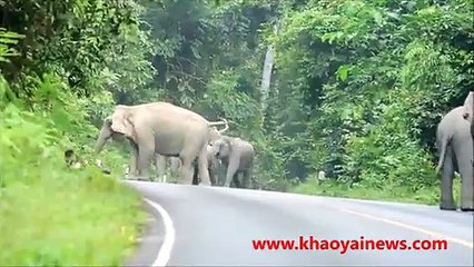 elephant herd attacks motorbike