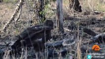 Cobra vs Brown Snake Eagle - Latest Wildlife Sightings