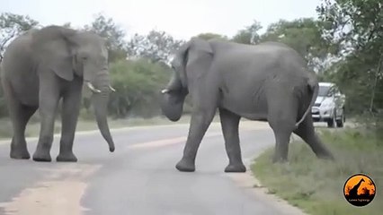 Elephants Fighting - 12 October 2012 - Latest Sightings
