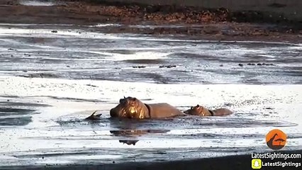Hippo Kills an Impala That's Stuck in Mud After Lions Chased it (3)