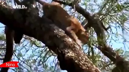 JAGUAR  GREAT HUNTING DEER  ►Amazing Wild Life