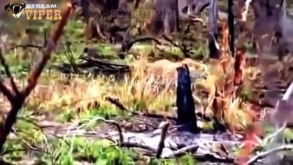 Leopard Attempts To Save Her Cub From The Jaws Of A Python - (Special Documentary)