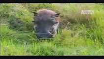 Warthog vs 2 lions. Warthogs are very dangerous for lions hunt, can even kill them