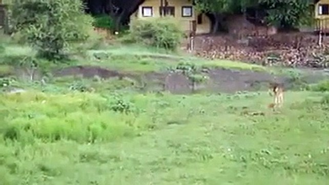 Lions protects the jungle buffalo baby calf from another lion.