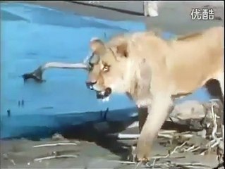 Male lions kill and eat crocodile  Rare footage    @lion