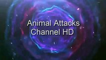 Most Amazing Wild Animal Attacks  - Prey Animals vs Predator Fight Back HD (2)