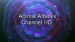 Most Amazing Wild Animal Attacks  - Prey Animals vs Predator Fight Back HD