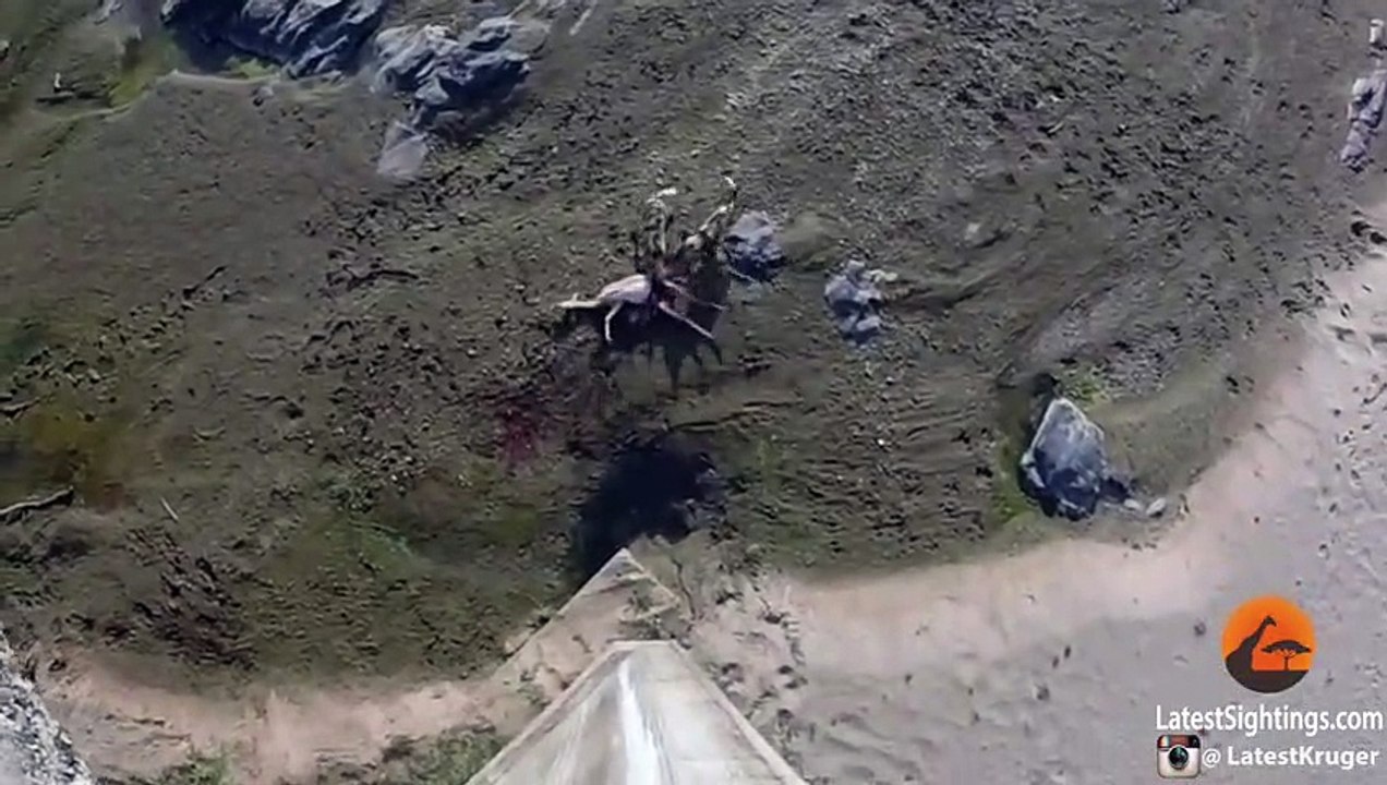 Nile Crocodile Steals Wild Dog's Kill - Latest Wildlife Sightings (2)