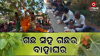 Trees Gets Married In Cuttack , Attracts Eyes Of People