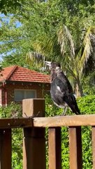 Magpie Barks Like a Dog