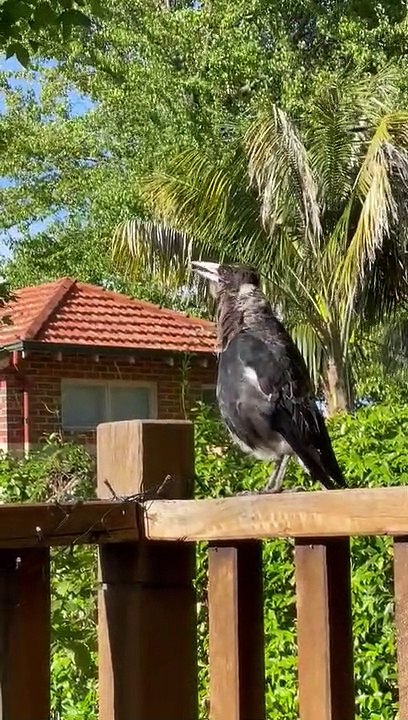 Magpie Barks Like a Dog