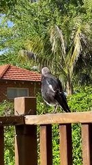 Magpie Barks Like a Dog