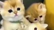 Cute little fluffy kittens