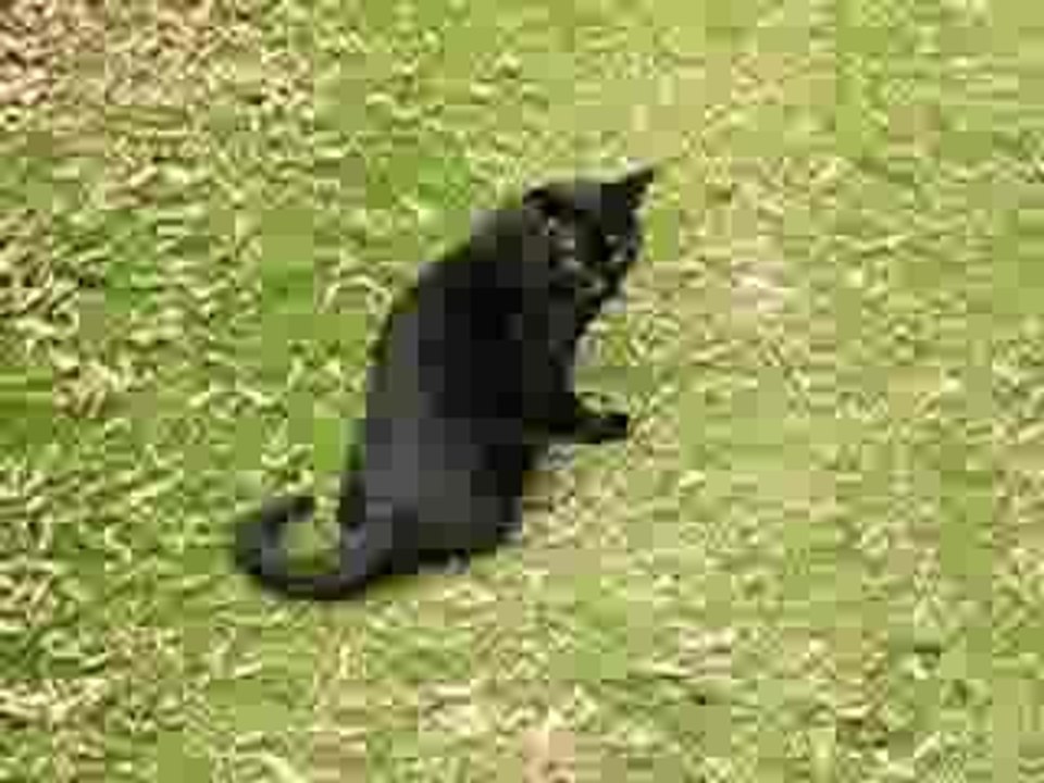 Catfighter