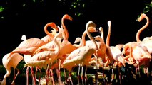 Flamingo birds 4k 30fps UHD