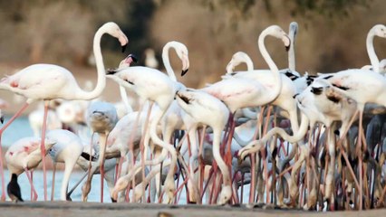 Flamingo birds 4k