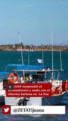 Suspenden temporada de avistamiento del tiburón ballena