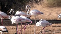 Flamingo birds 4k  UHD
