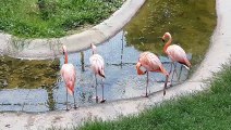Flamingo birds 4k video UHD 30fps