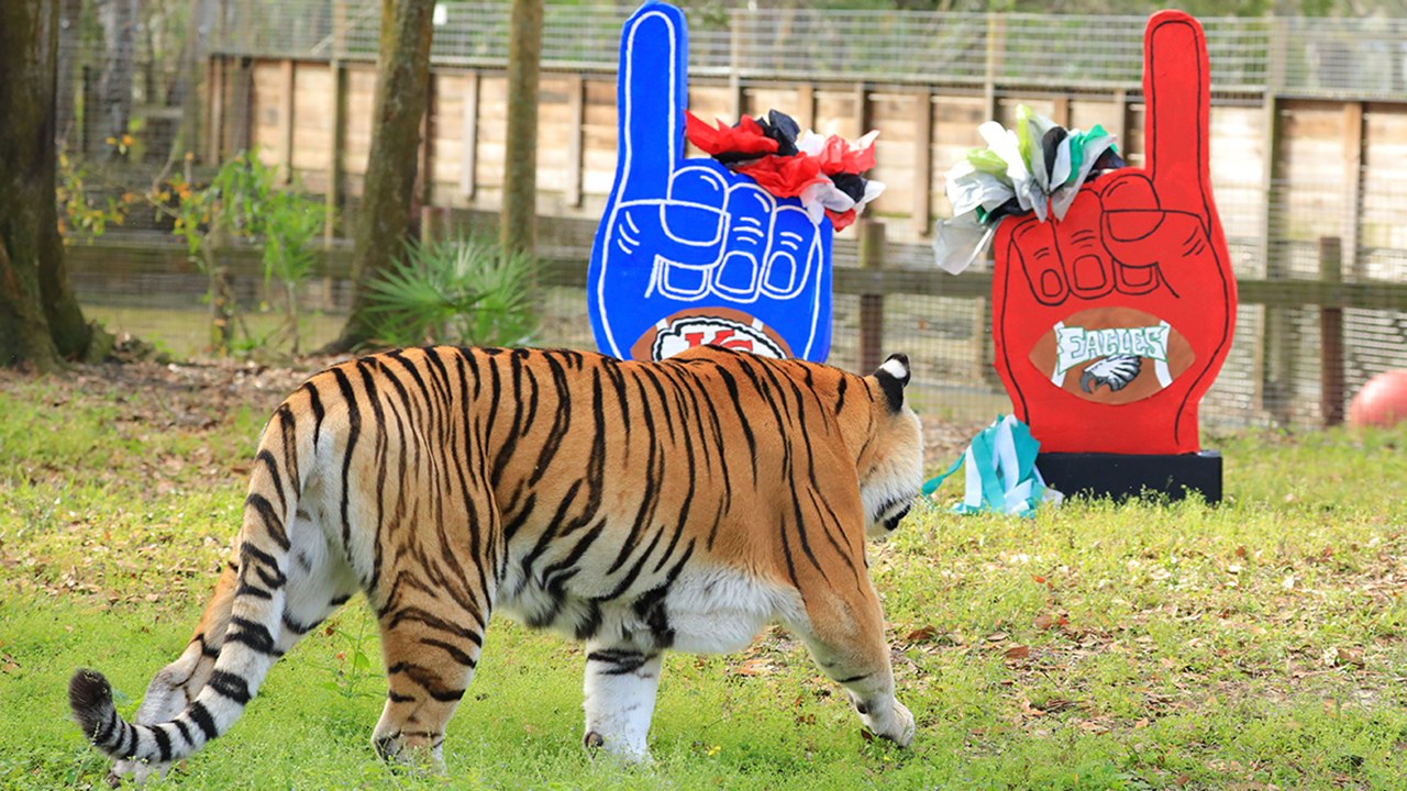 TIGER Predicts Winner!  Chiefs VS Eagles!