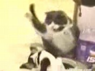 Cat_vs_Dog_(converted)