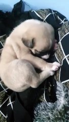 My little dog 20 days old