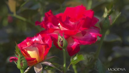 4K HDR Video Daily Nature - Valentine Roses