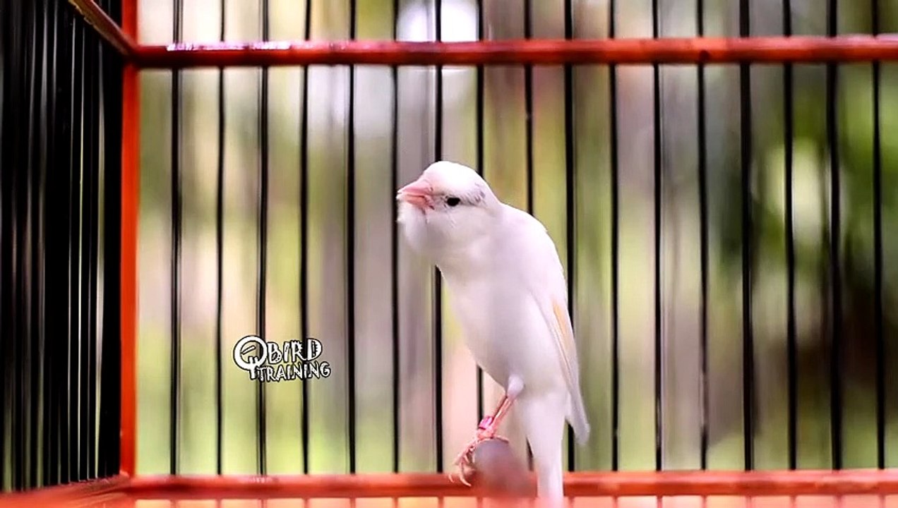 The canary's voice is clear and enchanting
