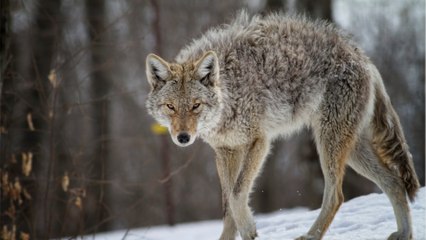 Heartbreak as a dog was 'dumped for dead' in a desert and had to live with coyotes