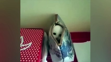 가장 재미있는 동물들  고양이와 개와 함께하는 즐거움 2023  LA #134