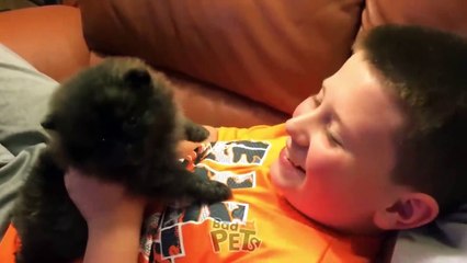 When Animals Go Wild: Funny Clips of Dogs and Cats!