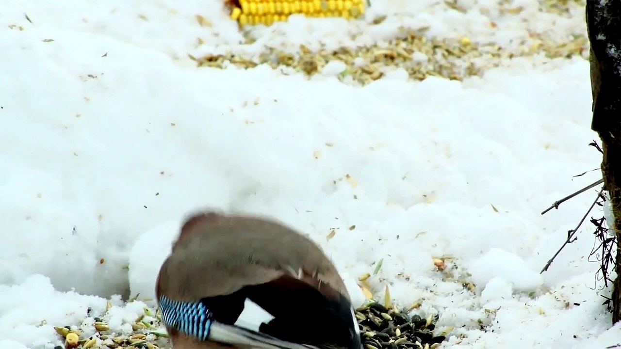 Watch beautiful bird feeding and eating 
