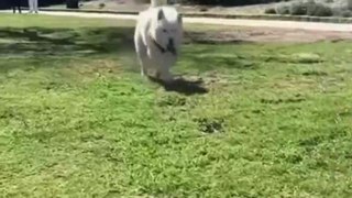 Dog Happy Dance Funny video