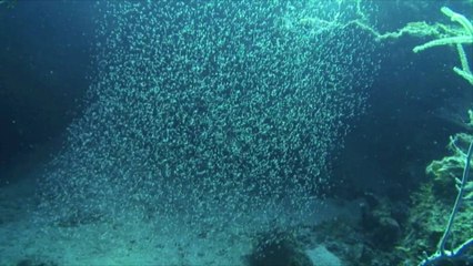 Study Suggests Krill Oil Could Protect Against Certain Hallmarks of Aging