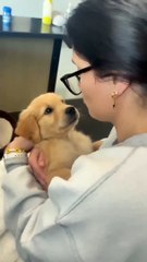 Cute and funny dog videos | funny animals 2023