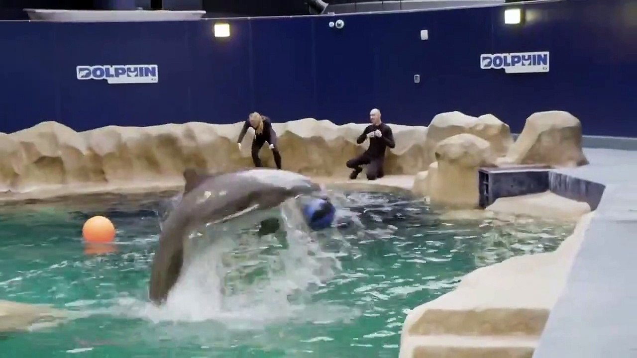 The aquarium - se1 - ep09 - dolphin doctor hd watch