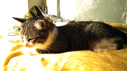 Kitten Sits on a Pillow