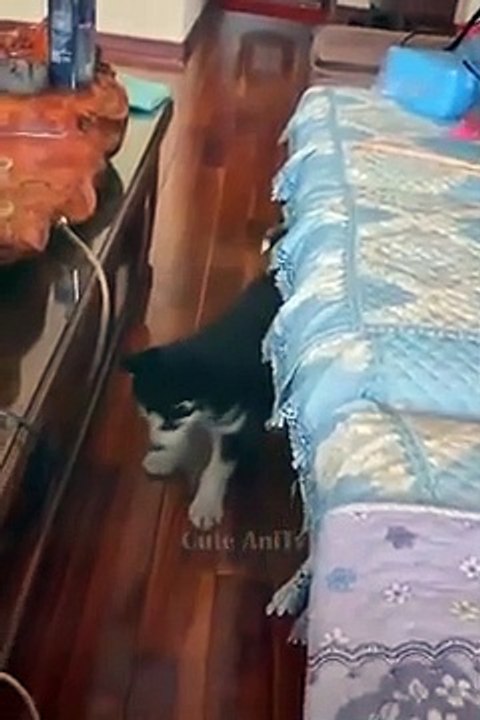 New Funny Videos 2022  Cutest Cats and Dogs  Part36