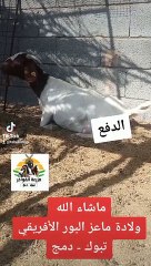 ولادة ماعز البور الافريقي