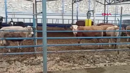 BESİHANELERİNDEKİ 52 BÜYÜKBAŞI, DEPREMZEDELER İÇİN BAĞIŞLADILAR