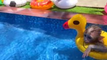Monkey Baby Bon Bon Uses Toilet Paper And Naughty In The Pool  With Puppy And Duckling #Chhotu Awasthi
