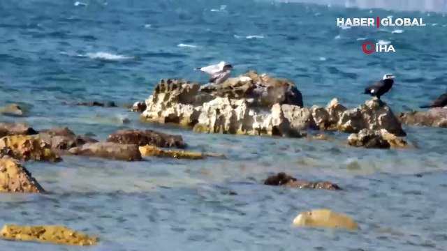 Balıkesir ve Muğla'da deniz suyu çekilmesi vatandaşları endişelendirdi