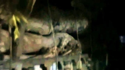 हरी लकड़ी का परिवहन करते दो ट्रैक्टर ट्रॉली