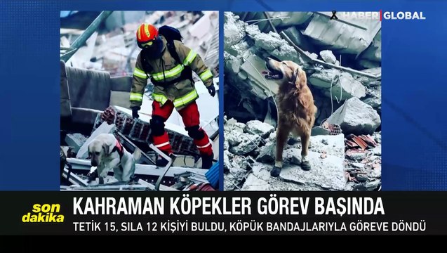 Ekiplerin en büyük yardımcıları, kahraman köpekler yaralansa da görev başında!