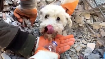Dog rescued from rubble of Turkey earthquake